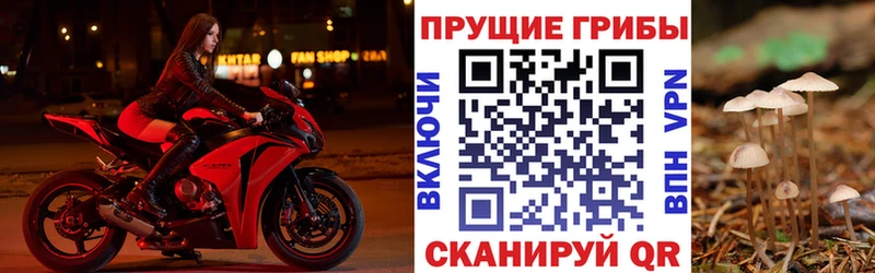 где купить наркотик  Урай  Псилоцибиновые грибы мицелий 